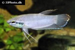 betta enisae betta enisae