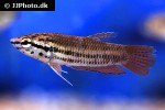 betta falx betta falx