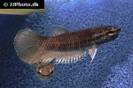 betta falx betta falx