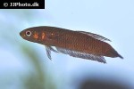 betta foerschi betta foerschi
