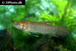 betta foerschi betta foerschi