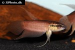 betta fusca betta fusca