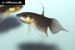 betta fusca betta fusca