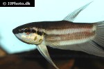 betta fusca betta fusca