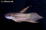 betta fusca betta fusca