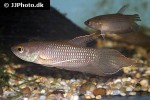 betta fusca betta fusca