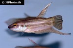 betta fusca betta fusca
