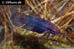 betta hendra betta hendra