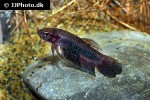 betta hendra betta hendra