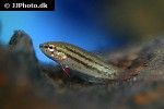 betta imbellis betta imbellis