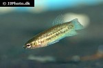 betta imbellis betta imbellis