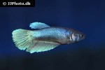 betta imbellis betta imbellis