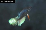 betta imbellis betta imbellis