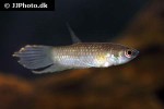 betta krataios betta krataios