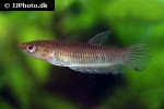 betta krataios betta krataios