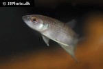 betta krataios betta krataios