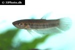 betta krataios betta krataios