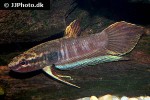 betta krataios betta krataios
