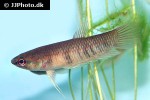 betta krataios betta krataios