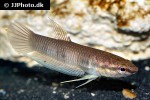 betta krataios betta krataios