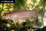 betta krataios betta krataios