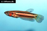 betta macrostoma betta macrostoma