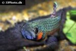 betta macrostoma betta macrostoma