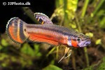 betta macrostoma betta macrostoma