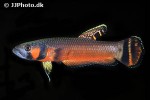 betta macrostoma betta macrostoma