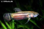 betta macrostoma betta macrostoma