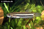 betta macrostoma betta macrostoma