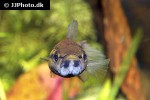 betta macrostoma betta macrostoma