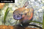 betta macrostoma betta macrostoma