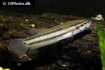 betta macrostoma betta macrostoma