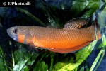 betta macrostoma betta macrostoma