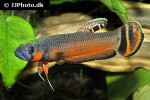 betta macrostoma betta macrostoma