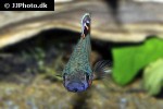 betta macrostoma betta macrostoma