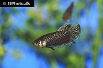 betta mahachaiensis betta mahachaiensis
