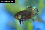 betta mahachaiensis betta mahachaiensis
