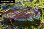 betta mahachaiensis betta mahachaiensis