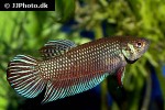 betta mahachaiensis betta mahachaiensis