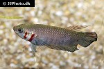 betta mandor betta mandor
