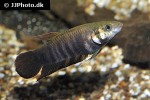 betta mandor betta mandor