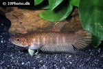 betta mandor betta mandor
