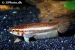 betta mandor betta mandor