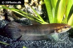 betta mandor betta mandor