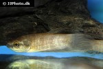 betta midas betta midas