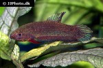 betta miniopinna betta miniopinna