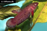 betta miniopinna betta miniopinna