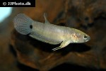 betta ocellata betta ocellata